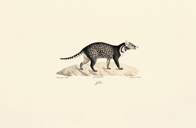Civeta africana de Jacques Christophe Werner