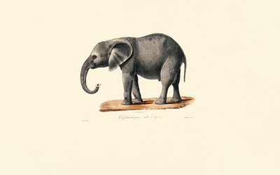 Elefante Africano (Juvenil) de Jacques Christophe Werner