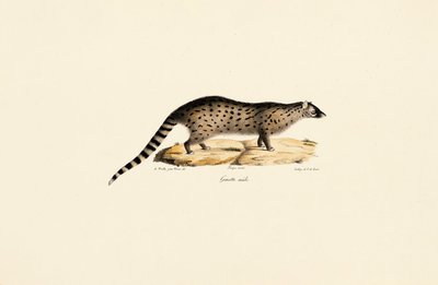 Genética Africana de Jacques Christophe Werner