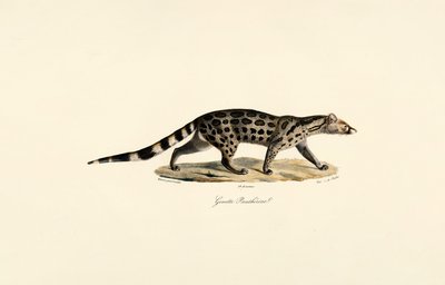 Civeta de palma africana de Jacques Christophe Werner