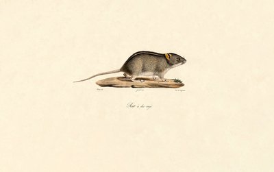 Rato-das-gramíneas-africano de Jacques Christophe Werner