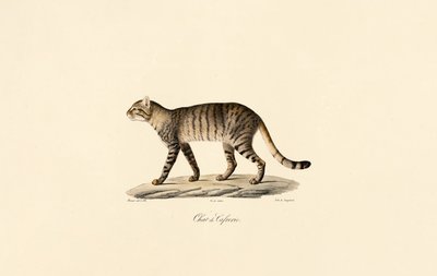 Gato selvagem africano de Jacques Christophe Werner