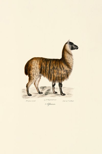 Alpaca (Vicugna pacos) de Jacques Christophe Werner