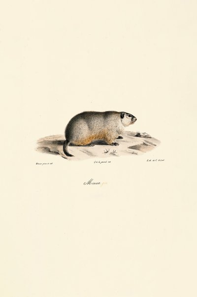 Alpine Marmot (Variante Monax) de Jacques Christophe Werner