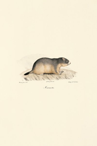 Marmota Alpina de Jacques Christophe Werner