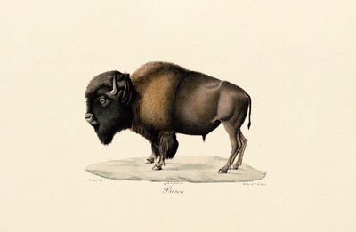 Bisonte americano de Jacques Christophe Werner