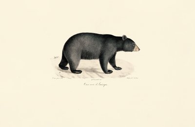 Urso preto americano de Jacques Christophe Werner
