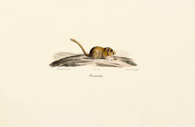 Rato veado americano de Jacques Christophe Werner