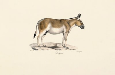 Rabo selvagem asiático de Jacques Christophe Werner