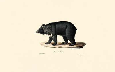 Urso negro asiático (urso tibetano) de Jacques Christophe Werner