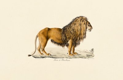 Perfil do Leão Barbary de Jacques Christophe Werner