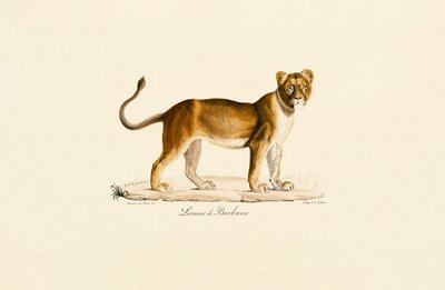 Perfil da Leoa da Barbária de Jacques Christophe Werner
