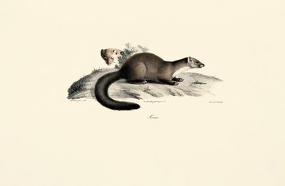 Marta de faia de Jacques Christophe Werner