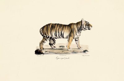 Tigre de Bengala (fêmea) em vista lateral de Jacques Christophe Werner