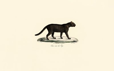 Gato de patas pretas de Jacques Christophe Werner