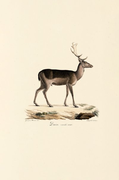 Variante de gamo preto de Jacques Christophe Werner