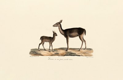Corça preta com fulvo de Jacques Christophe Werner
