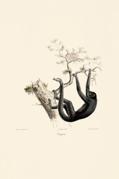 Macaco uivador preto de Jacques Christophe Werner