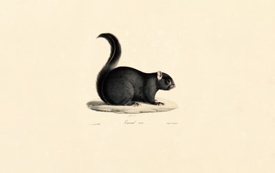 Esquilo preto de Jacques Christophe Werner