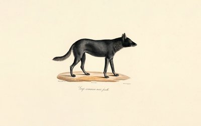 Lobo preto Fêmea de Jacques Christophe Werner