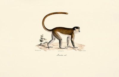 Macaco azul (Cercopithecus mitis) de Jacques Christophe Werner