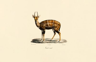 Bushbuck (macho) de Jacques Christophe Werner