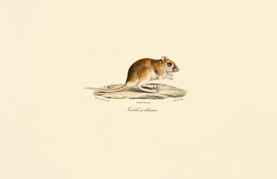 Pássaro de cauda espessa de Jacques Christophe Werner