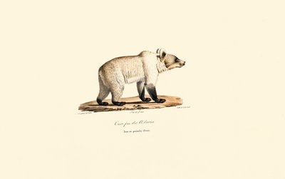 Urso pardo da Cantábria (Ursus arctos pyrenaicus) de Jacques Christophe Werner