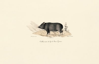 Javali do Cabo de Jacques Christophe Werner