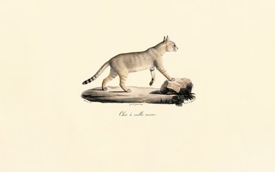 Caracal de Jacques Christophe Werner