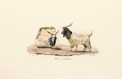 Cabra de caxemira de Jacques Christophe Werner