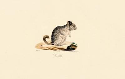 Chinchila (Chinchila) de Jacques Christophe Werner
