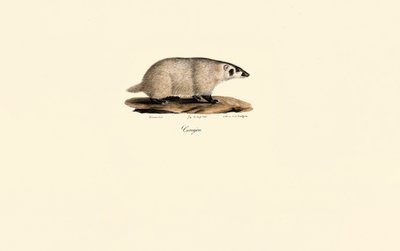 Coati de Jacques Christophe Werner