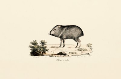 Pecari de coleira de Jacques Christophe Werner