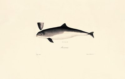 Golfinho comum de Jacques Christophe Werner