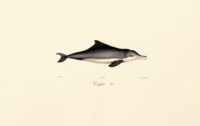 Golfinho-comum (Delphinus delphis) de Jacques Christophe Werner
