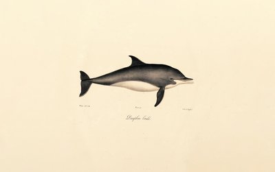 Golfinho-comum (Delphinus delphis) de Jacques Christophe Werner