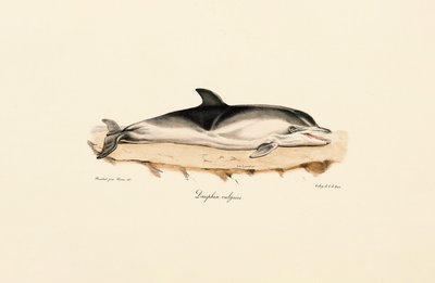 Golfinho comum de Jacques Christophe Werner