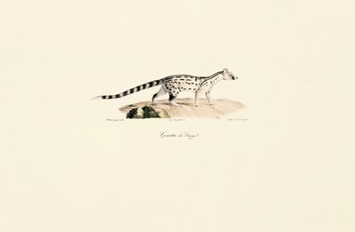 Genética comum de Jacques Christophe Werner