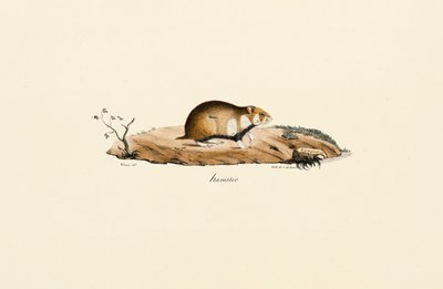 Hamster comum de Jacques Christophe Werner