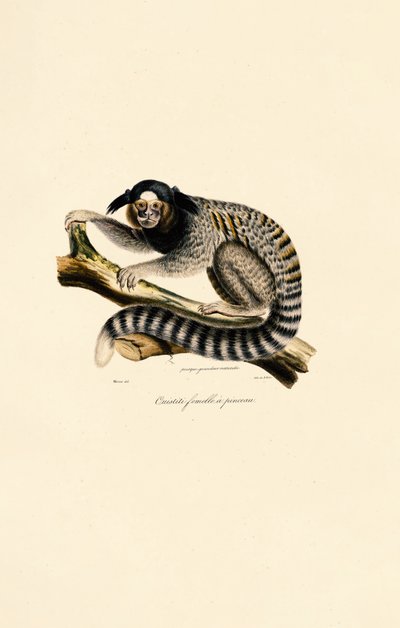 Sagui comum (fêmea) de Jacques Christophe Werner