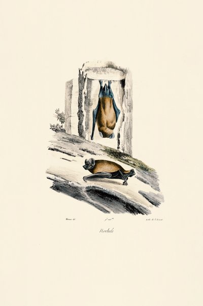 Nóctule comum de Jacques Christophe Werner