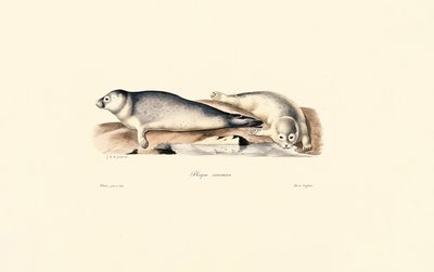 Selo comum de Jacques Christophe Werner