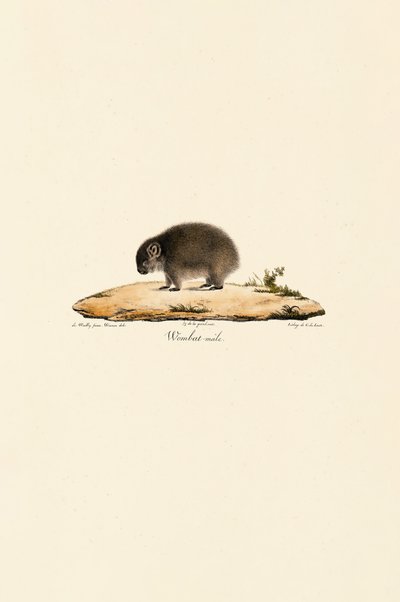 Wombat comum (macho) de Jacques Christophe Werner
