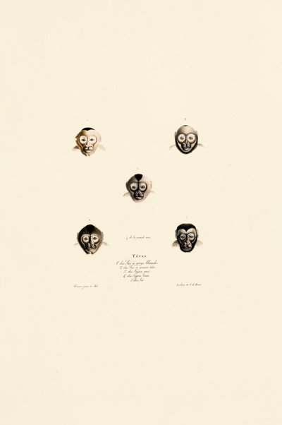 Rostos comparativos de diferentes espécies de macacos de Jacques Christophe Werner