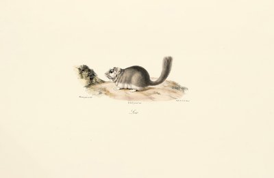 Coypu de Jacques Christophe Werner