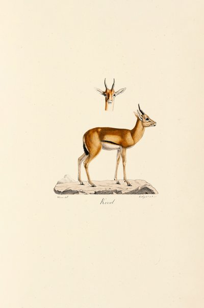 Dorcas Gazelle de Jacques Christophe Werner