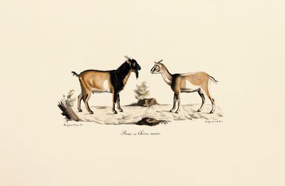 Cabrito anão e cabra anã de Jacques Christophe Werner
