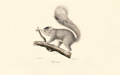 Esquilo cinzento oriental de Jacques Christophe Werner