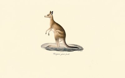 Canguru cinzento oriental (Fêmea) de Jacques Christophe Werner